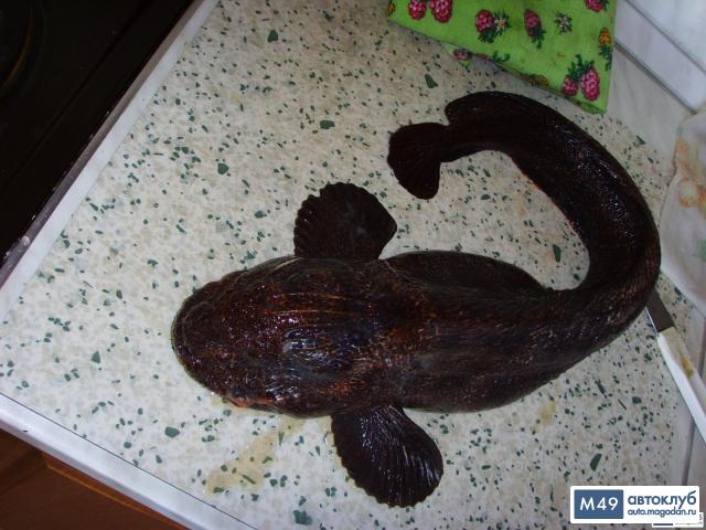 gallery_456_12_94853.jpg