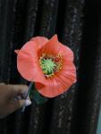 tn_gallery_37_362_18555.jpg