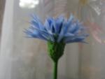 tn_gallery_37_362_24071.jpg