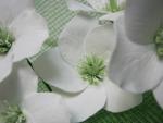 tn_gallery_37_362_24426.jpg