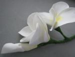 tn_gallery_37_362_31484.jpg