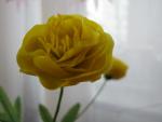 tn_gallery_37_362_31673.jpg