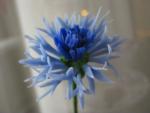 tn_gallery_37_362_40735.jpg