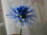 tn_gallery_37_362_6746.jpg