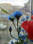tn_gallery_37_362_21949.jpg