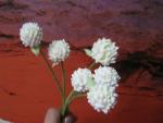 tn_gallery_37_362_22381.jpg