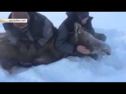 Жестокая охота на лося в Магадане « автомагадан