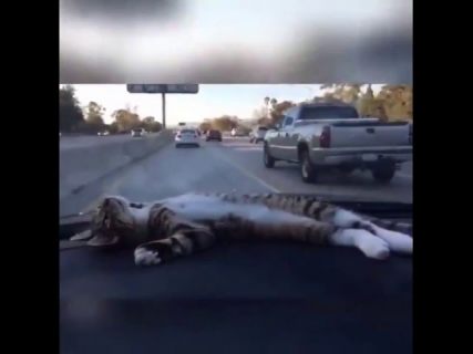 Кот и облака в Магадане « автомагадан