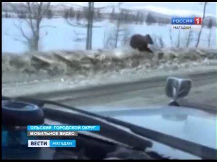 В Магадане очевидцы сняли медвежонка в Магадане « автомагадан