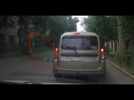 Кошка спровоцировала аварию в Магадане « автомагадан