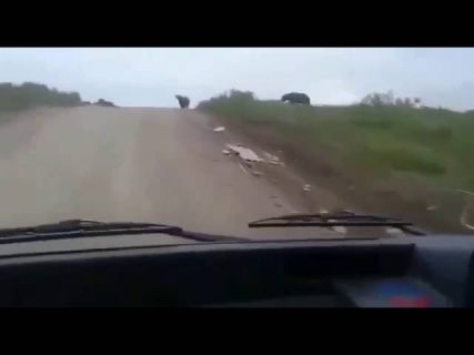 Любители мусора в Магадане « автомагадан